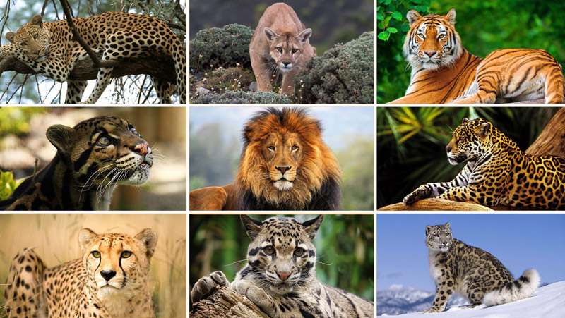 Big cats
