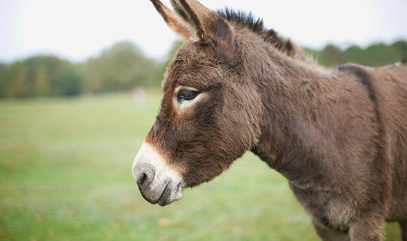 Donkey