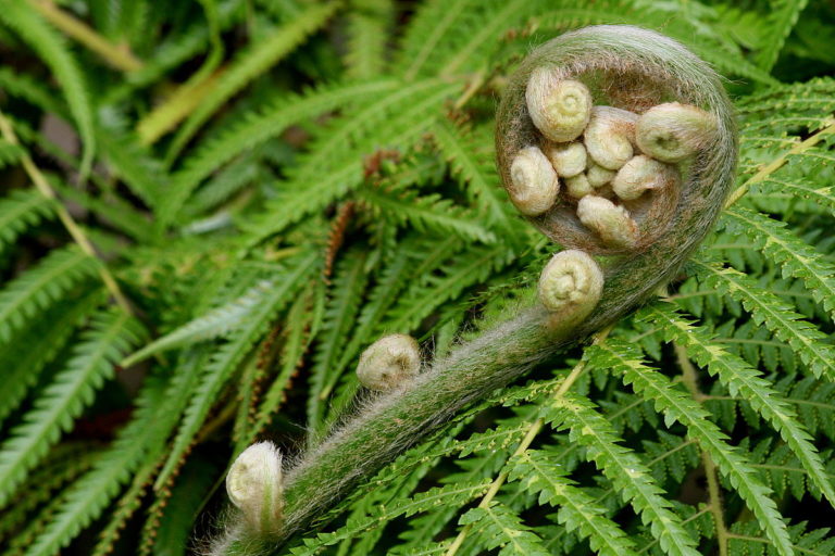 Urbanisation threatens European ferns with extinction