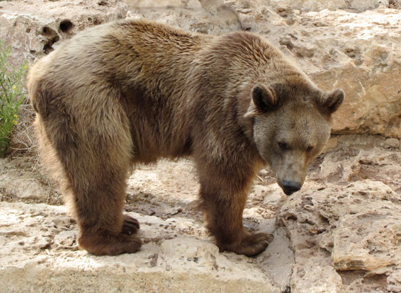 Gobi Bear