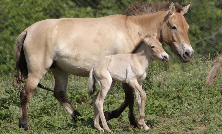 Two rare Central Asian mammals to get special protection under CMS
