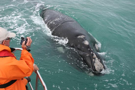 whale-watching