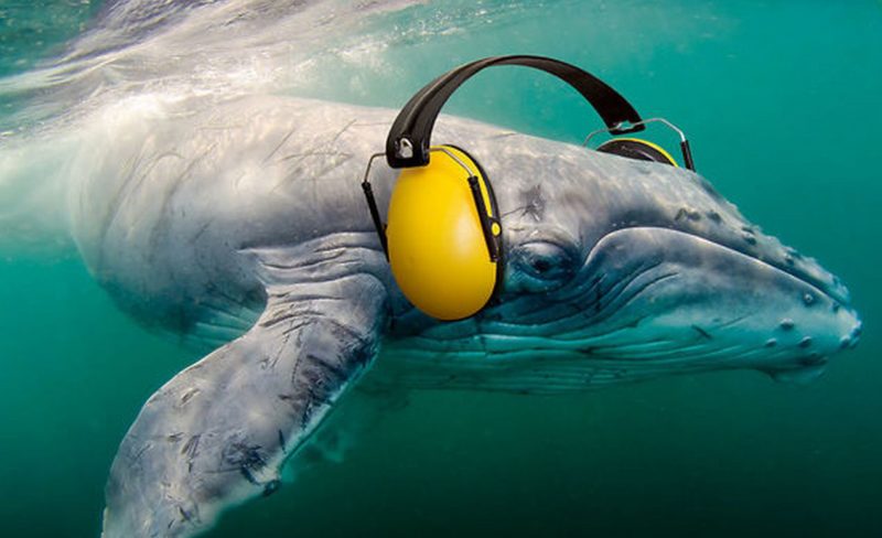marine noise