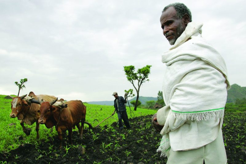 Ethiopian farmer