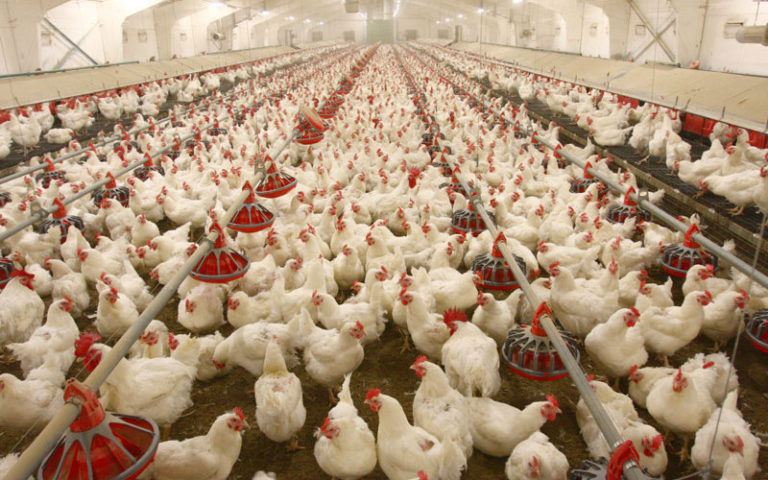 Harmattan: Veterinarian advocates insulation of poultry farms