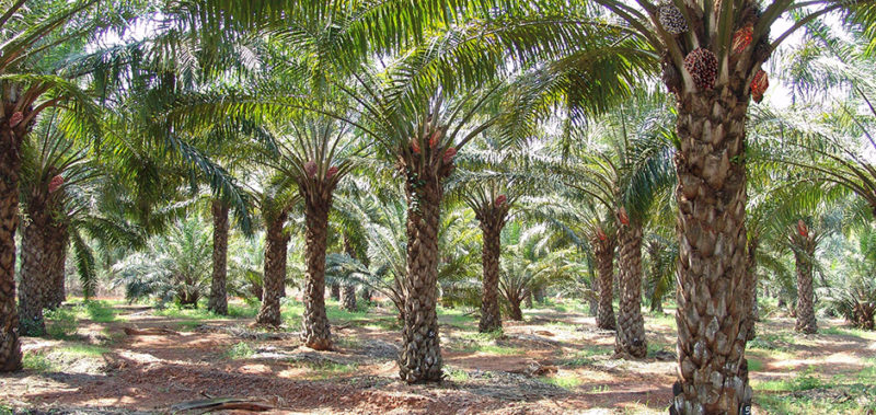 Oil palm plantation