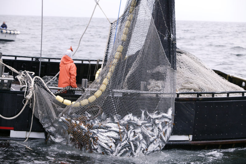 Fishery