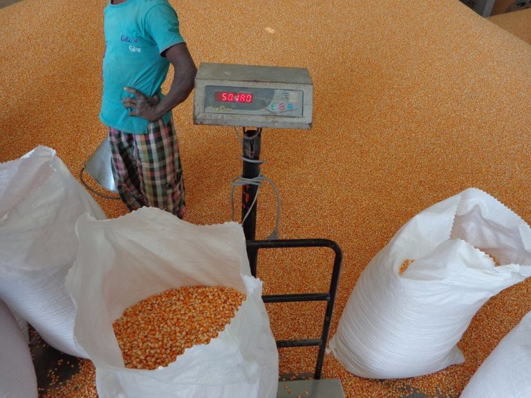 Maize scarcity informs closure of poultry industries