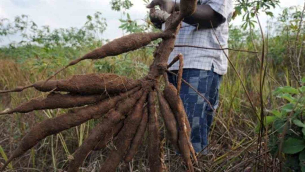 cassava