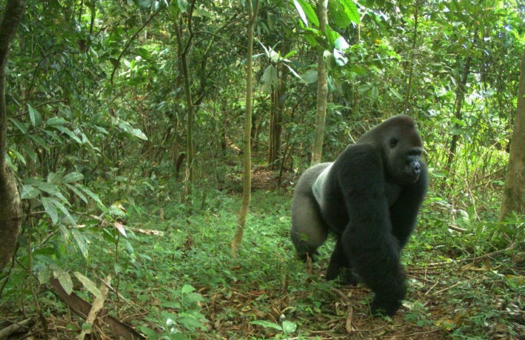 The Congo Basin is under threat - here's why we need to act now - WildAid