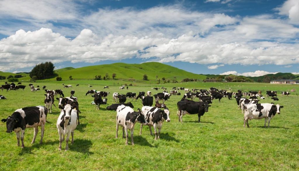 New Zealand cattle