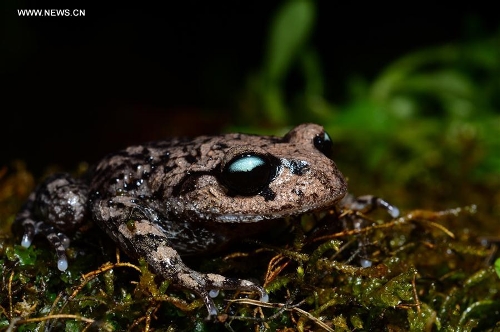 China amphibian species