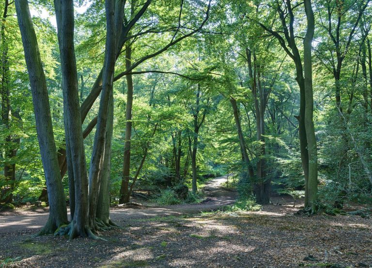 New 50m-tree North of England forest to gulp £500m