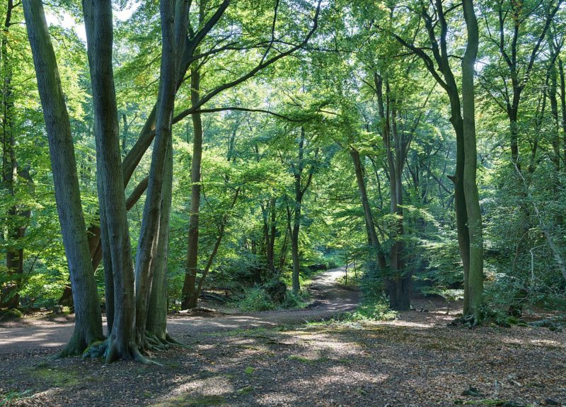 England forest