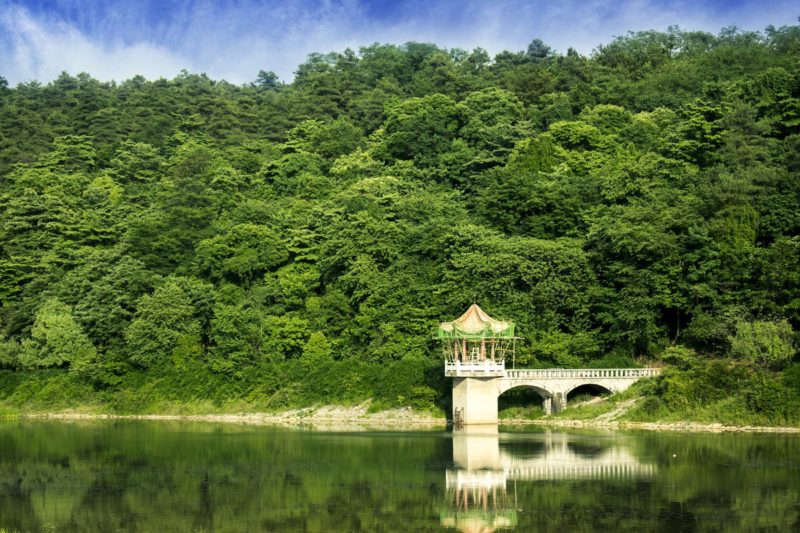 China forestry