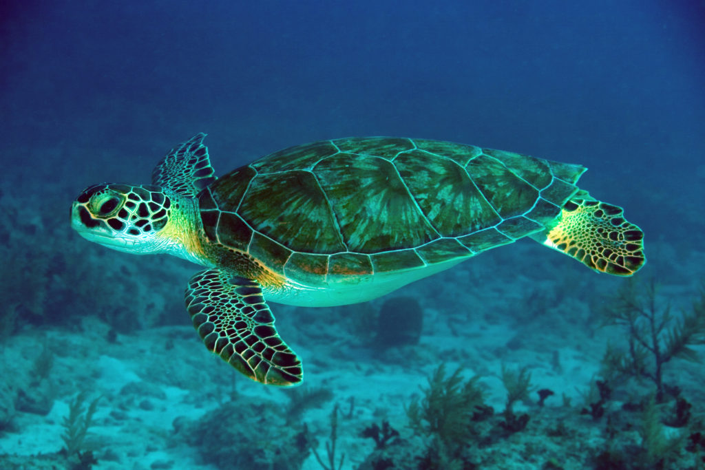 Sea turtle