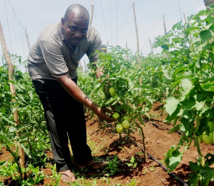 Tomato farming