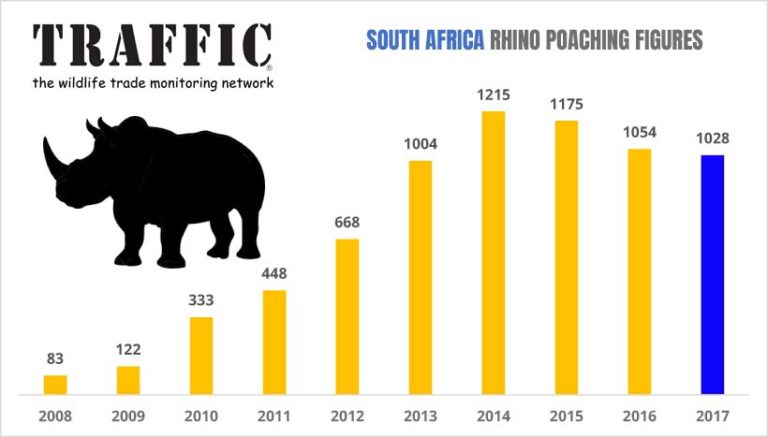 Rhino poaching in SA still ‘unacceptably high’ – TRAFFIC