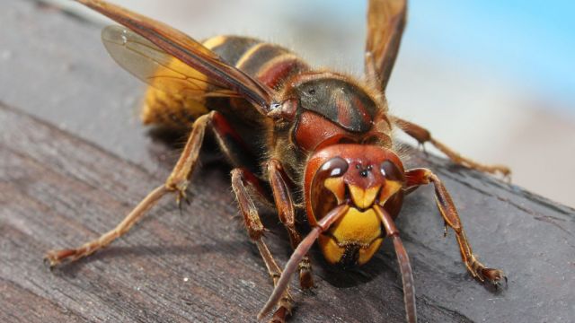 Asian hornet