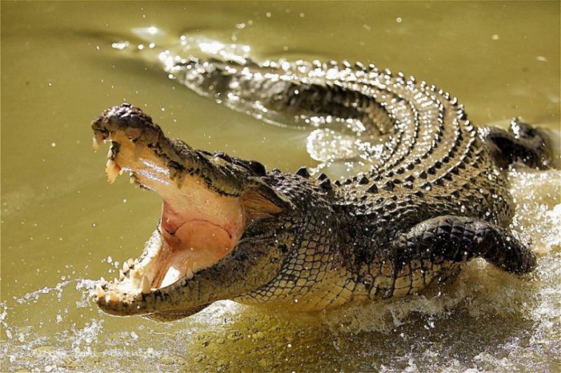 crocodile