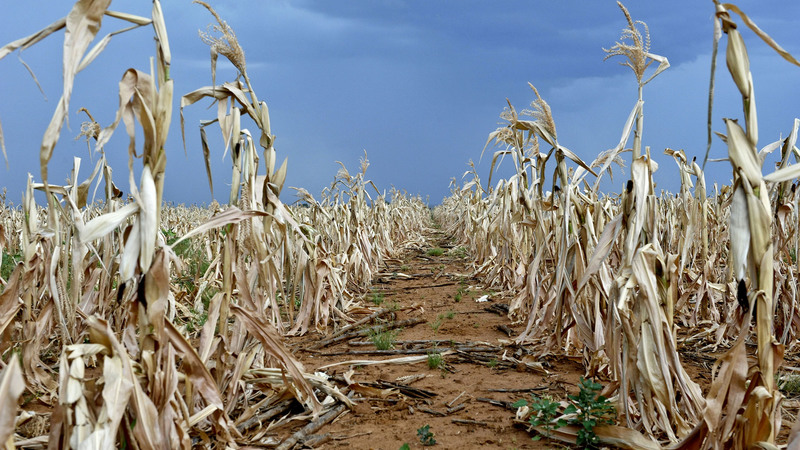 dry maize