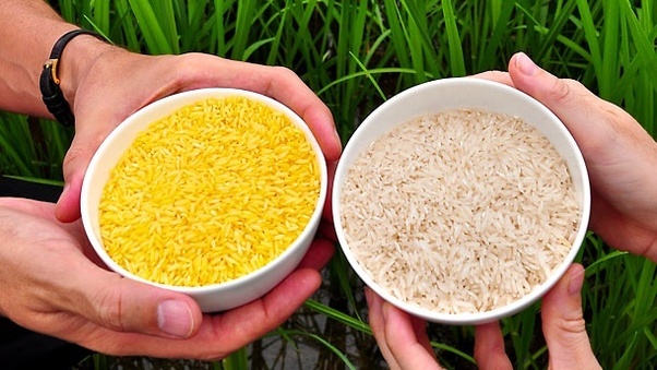 Golden Rice