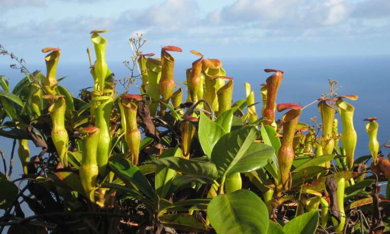 Invasive plant species
