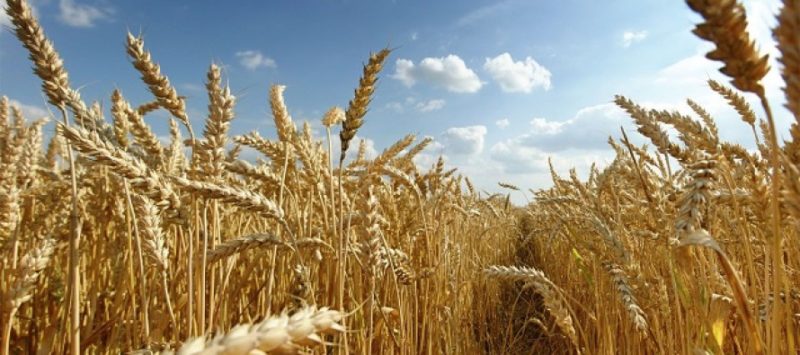 wheat farm