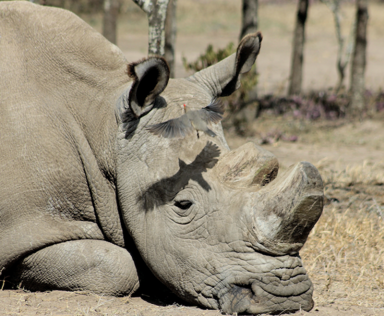 Sudan, last male northern white rhino, passes away