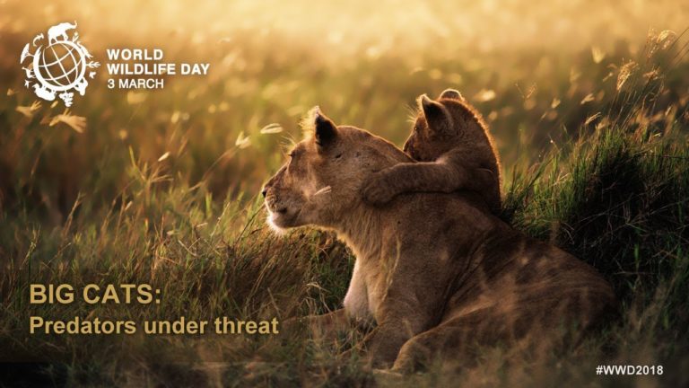 World Wildlife Day: Video promoting protection of big cats goes viral