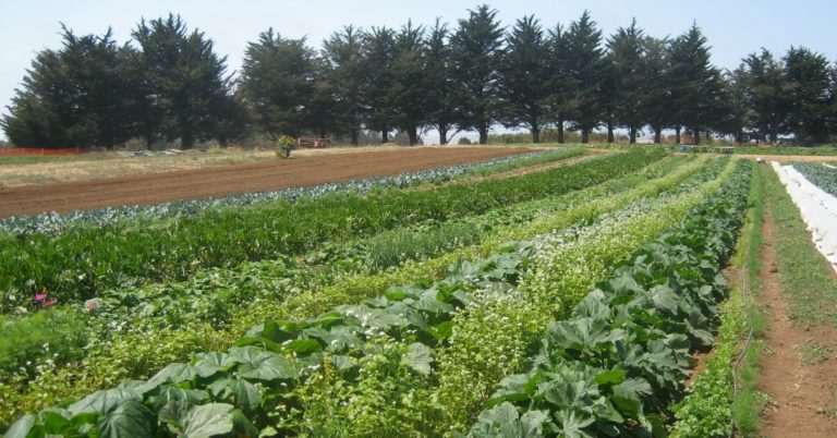 Experts say upscaling organic, agroecology practices key to healthy living