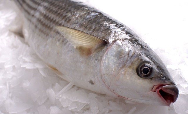Grey-Mullet
