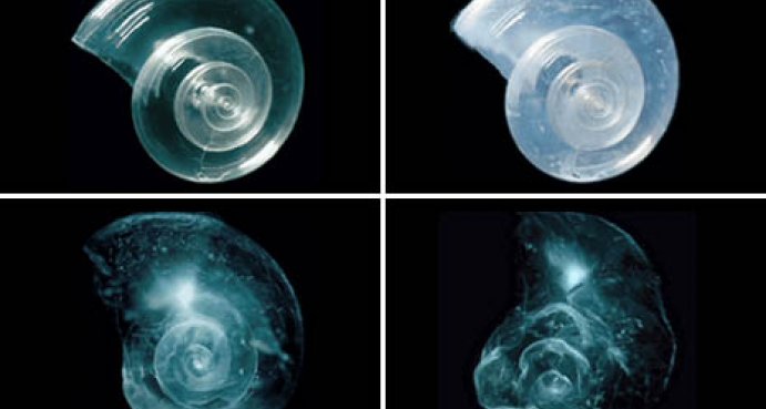 Ocean acidity
