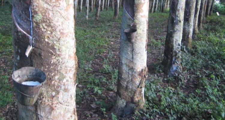 Rubber plantation