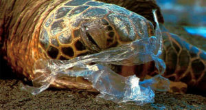 A turtle eating plastic