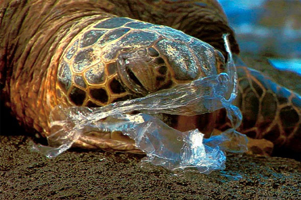 A turtle eating plastic