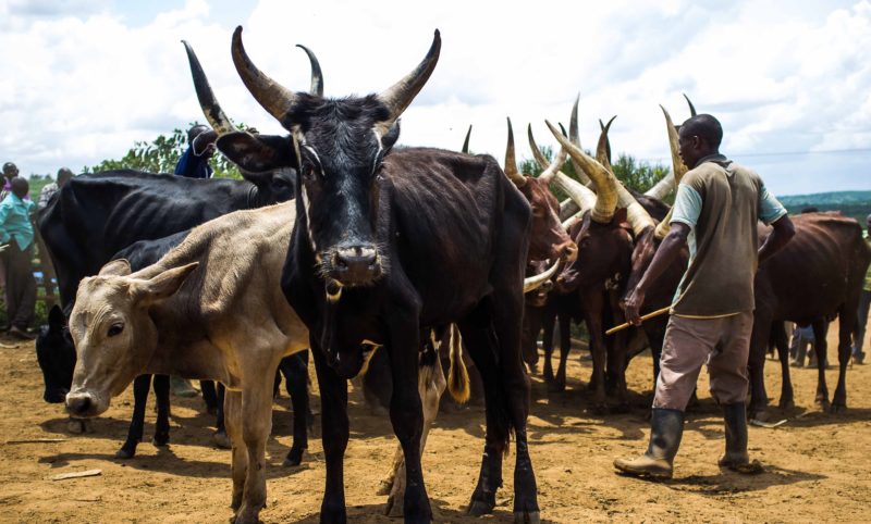 Ugandan nomadic pastoralis