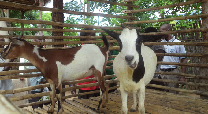 Malawi-goat