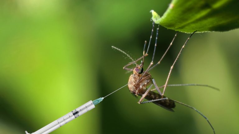 Group flays plans to authorise test for GM mosquitoes in Mali