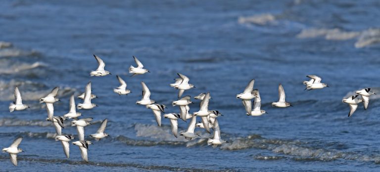World Migratory Bird Day: Guterres clamours birds’ safety