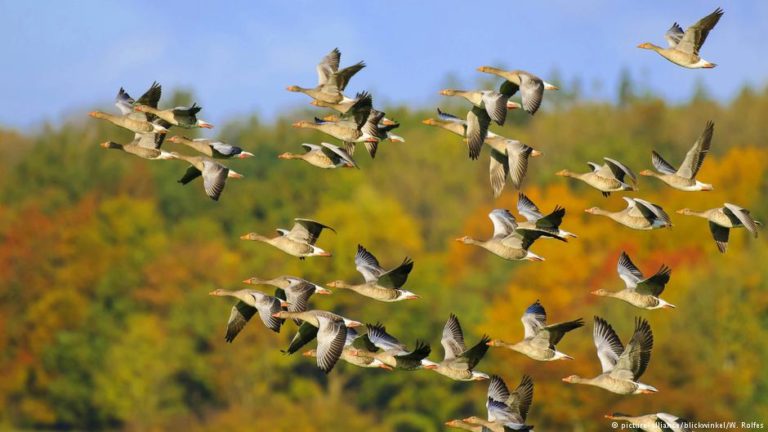 World Migratory Bird Day: Campaign seeks urgent action to protect green spaces, reduce bird collisions