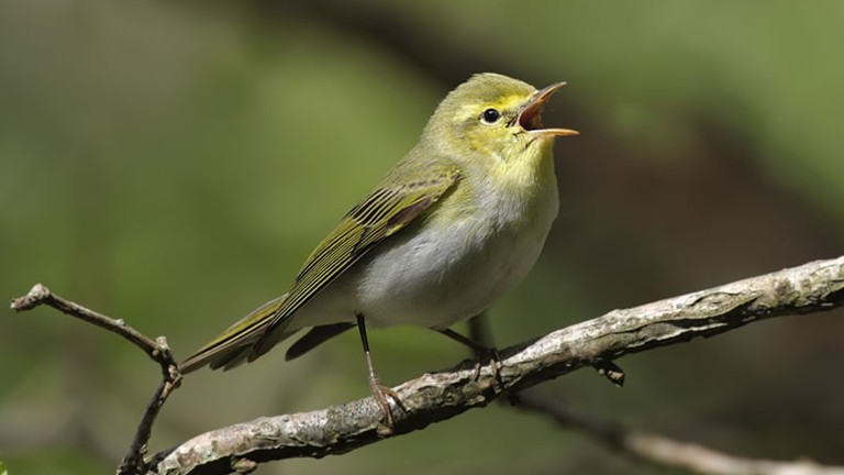 Wood Warbler