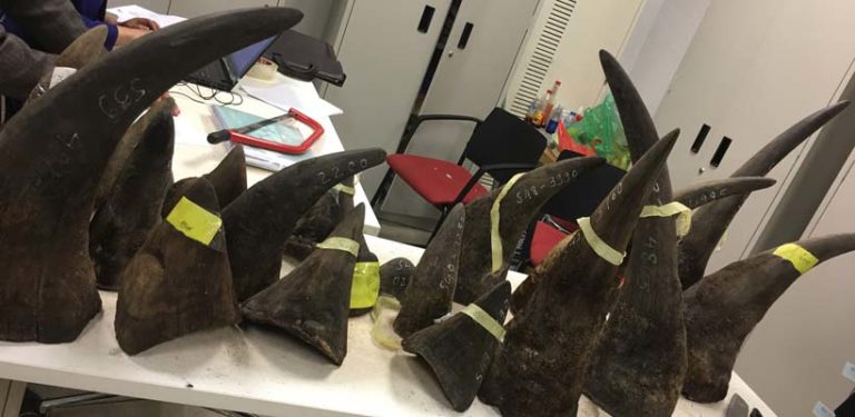 Wildlife criminals hit by month-long transcontinental operation