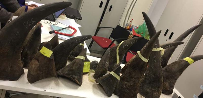 Seized rhino horns