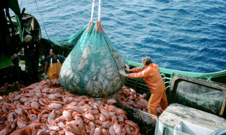 World Fisheries Day: FISON pledges sustainable aquaculture production