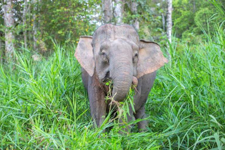 Endangered pygmy elephant shot dead in Borneo