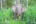 Pygmy elephant