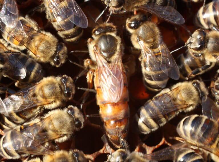 Queen bees have exceptional memory, say researchers