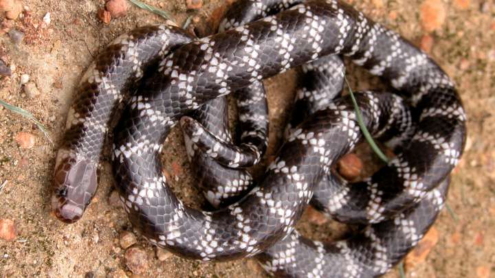 Vermicella Parscauda