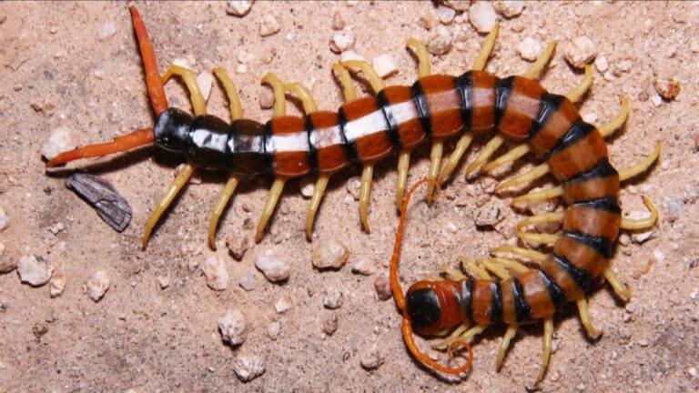 Researchers link dangerous foodborne pathogen to centipedes